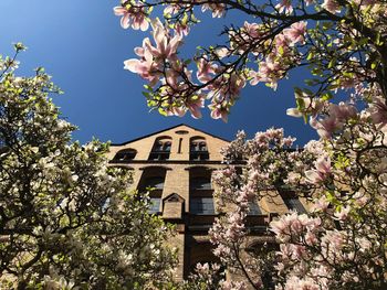 Low angle view of flowering tree by building against sky