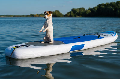 Dog on boat in lake