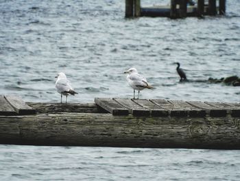 Seagulls perching on wooden post