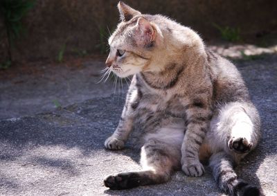 View of a cat looking away