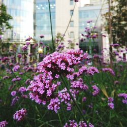 Close-up of pink flowers blooming outdoors