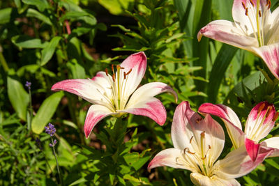 Close-up of pink lily flowers