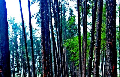 Trees in forest