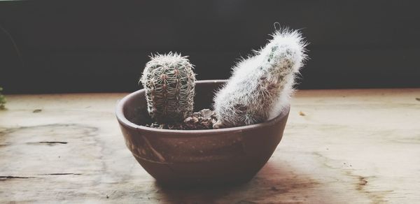 Close-up of succulent plant on table