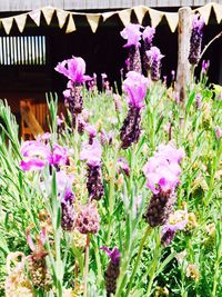 Close-up of purple flowers