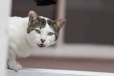 Close-up portrait of a cat