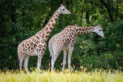 View of two giraffes standing against plants