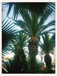 Low angle view of palm trees