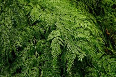 Full frame shot of pine tree