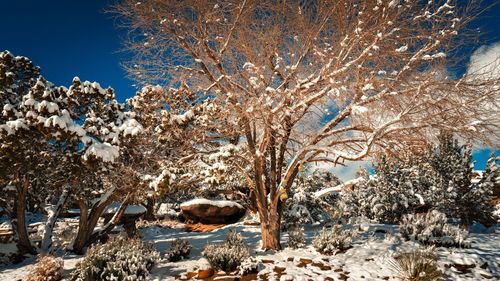 Snow covered trees against sky