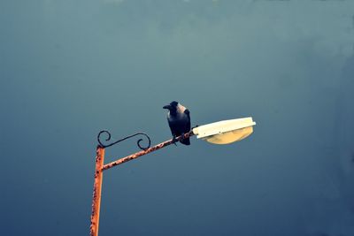 Low angle view of crow perching on street light against sky