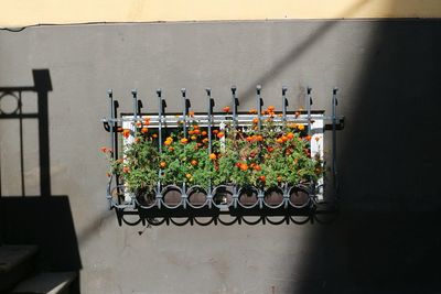 Flowers growing in potted plant on basement window