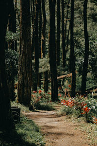 Trees and plants in forest