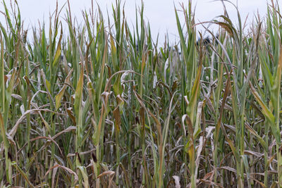 Close-up of crops growing on field against sky