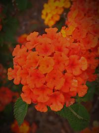 Close-up of orange plant