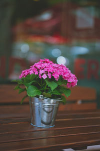 Close-up of potted plant on table