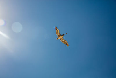 Low angle view of seagull flying in sky