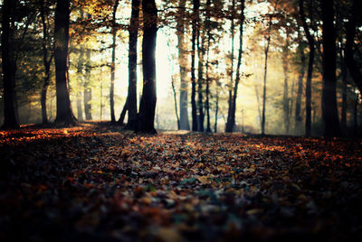 Fallen autumn leaves on footpath in park