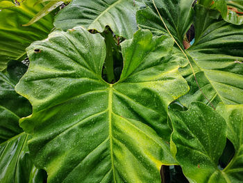 The droplet of water from raindrops on fresh green giant leaflet of elephant ear plant's leaf, 