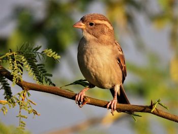 Sind sparrow female