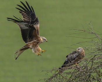 Dead bird flying over tree