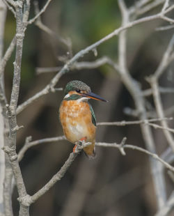 Close-up of bird perching on branch