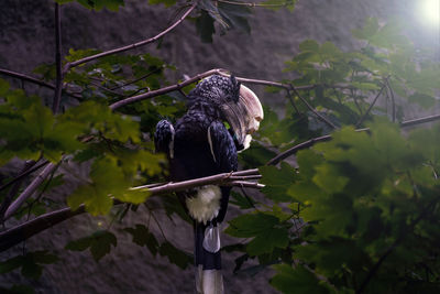 Low angle view of bird perching on tree