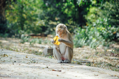 Monkey sitting on tree