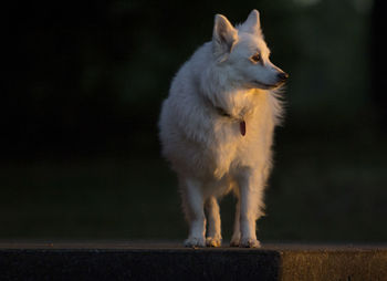 Close-up of dog