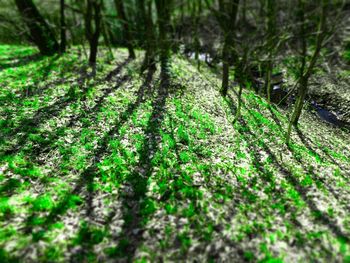 Scenic view of forest