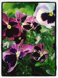 Close-up of purple flowers blooming outdoors