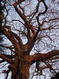 Low angle view of bare tree