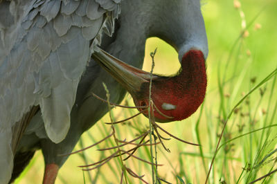 Close-up of a bird