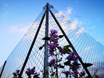 Low angle view of purple flowering plant against building