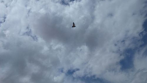 Low angle view of bird flying in sky