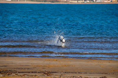 View of dog on beach