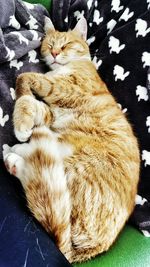 Cat sleeping on tiled floor