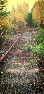 Railroad track passing through forest