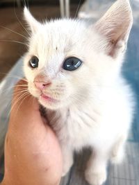 Close-up of cat with kitten