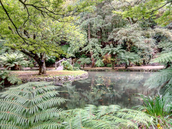 Scenic view of trees in forest