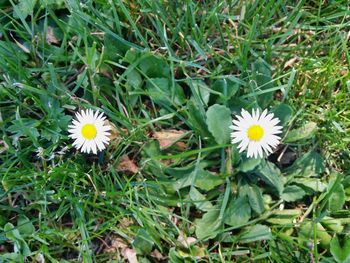 Close-up of white daisy flowers blooming in field