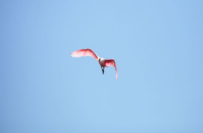 Low angle view of bird flying in sky