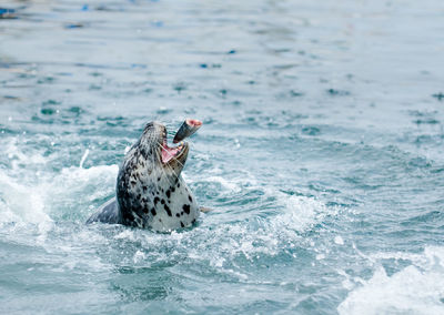 Seal catching dead fish while swimming in sea