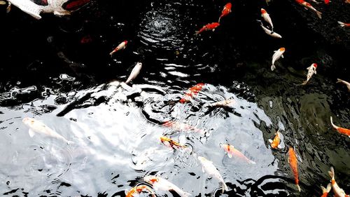 High angle view of koi carps swimming in lake