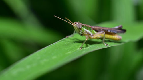 Close-up of insect on leaf