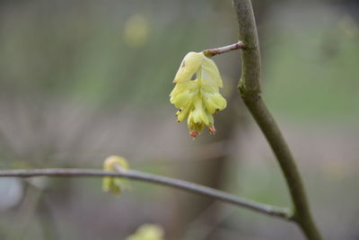 Close-up of flower on tree