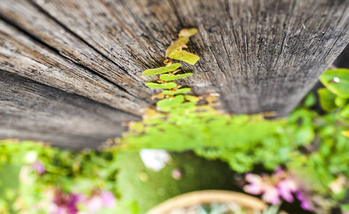 Close-up of insect on wood