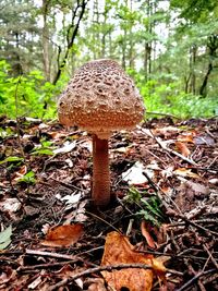 Close-up of mushroom on field