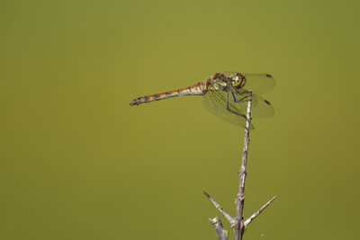 Close-up of damselfly on leaf