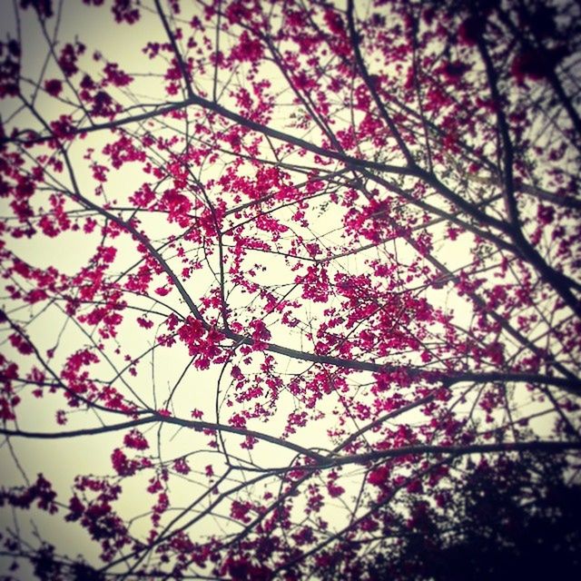 low angle view, branch, tree, flower, growth, beauty in nature, nature, freshness, pink color, fragility, sky, blossom, outdoors, day, no people, cherry blossom, in bloom, blooming, springtime, tranquility